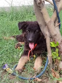 German shepherd long coat puppy dog