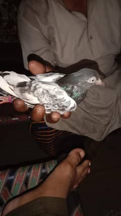 royal Teddy female urgent sale need to cash