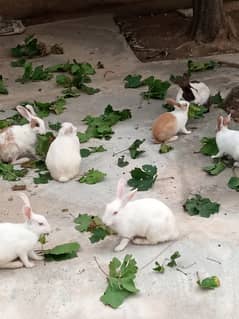 Beautiful and Healthy Rabbits for Sale