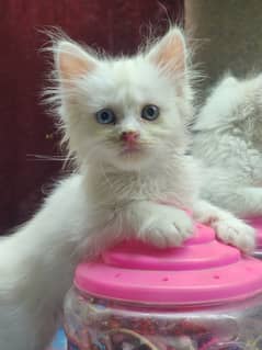 Kittens 1.5 months old with odd eyes (One Yellow and one blue)
