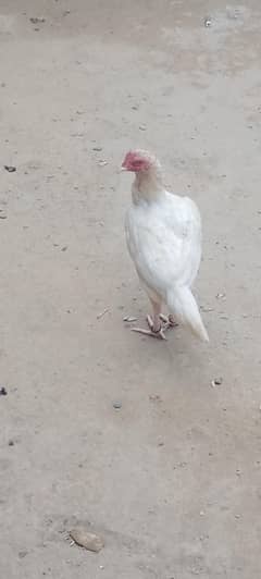 03461275782