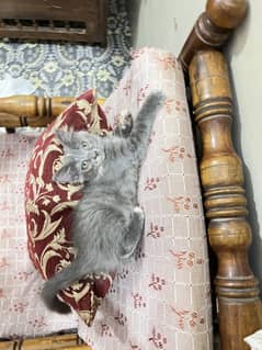 Kitten