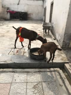Desi bakri healthy and active with one female