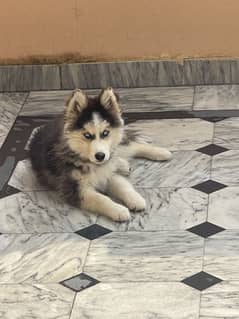 Siberian Husky Puppy