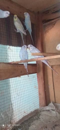 parrots