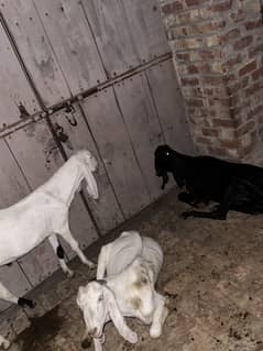 Latt for sale