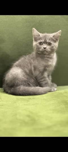 British short hair kittens | kittens Import from Russia | cat for sale