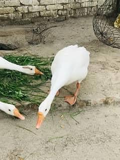 White Long neck ducks pair
