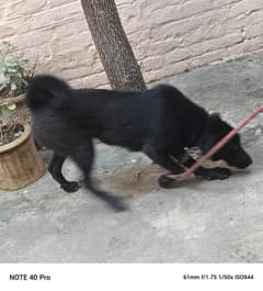 German Shepherd baby230