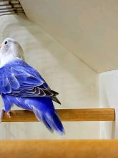 Violet Opaline Split Palefallow