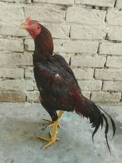 Aseel Patha good hight