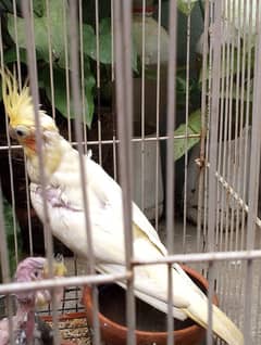 1 pair king size birds yellow female and grey male and two grey babies