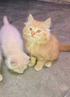 Double Coated Persian Kittens Cargo Available Price Negotiable