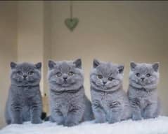 British shorthair Scottish fold bengal ragdoll main coon Persian
