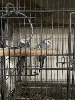 Urgent sell cockatiel breeder pair