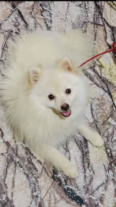Pomeranian male available / pure white / dogs / puppy