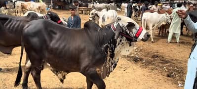 bachrey cholistani putta for sale