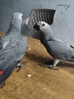 Grey parrot 6 to 7 months old  pair . Fully tamed, Jambo Size