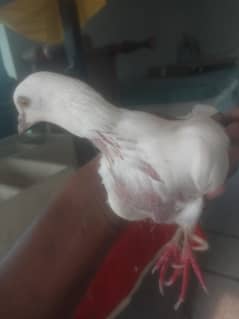 2 piar