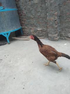 . . Aseel hen