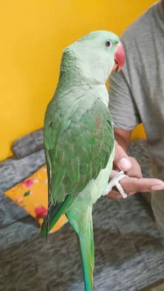 Raw Parrot Jambo size