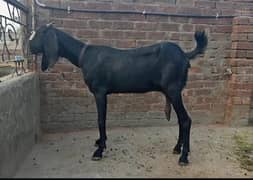 beetal bakri 38 hight