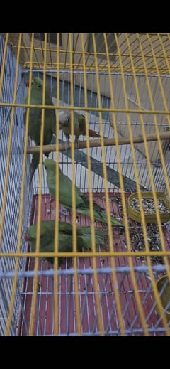 parrots