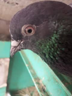 urgent sale munasib price03165572854