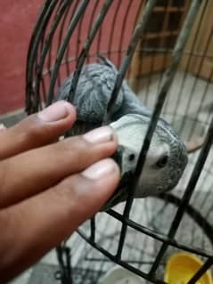African grey parrot