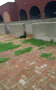 اصیل نسل کا صحت مند لڑاکا مرغا برائے فروخت