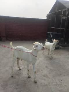 Russian goats.  teady bakri white mini.    0 size