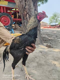 mashalla home breed acha aseel ha