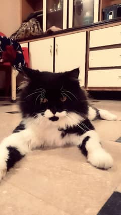 Tuxedo