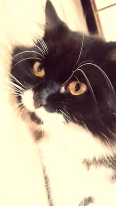 Tuxedo double coated Persian male cat