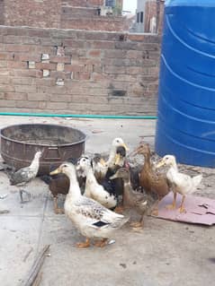 ducks ready for breeding best and full happy mod ducks very good  full