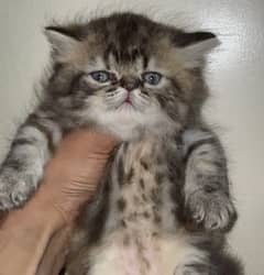 Peke face female kitten