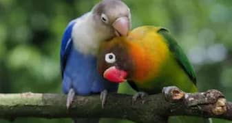love birds