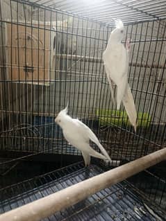 pure white red eye pair cocktail  total 2 male and 1 female available
