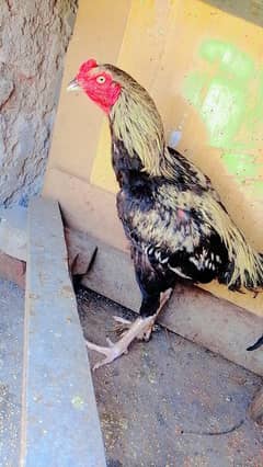 dasi or asel 03206245520 onli WhatsApp msg
