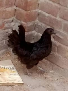 ayam cemani Gary tango female 03004245714