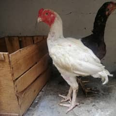 pure aseel birds