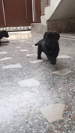 High Quality Black Labrador Puppies – Strong Pedigree