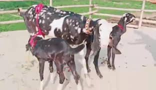 Desi Bakri Our 2 Bacchon Ka Sath Urgent For Sale call me 03314594754)