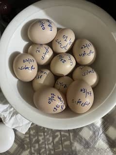Mushka lasani eggs available