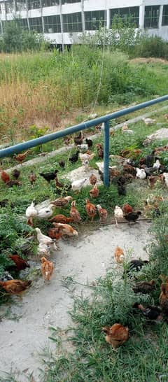 Golden Misri chiks