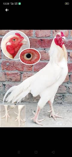 heera aseel