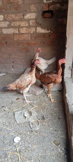 pure aseel hens 03208491312