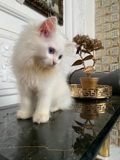 Persian kitten bkue eyes( male)