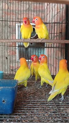 Budgies/ LoveBirds / cocktail  parrots