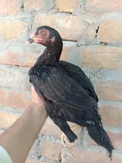 Aseel Mushka pathian